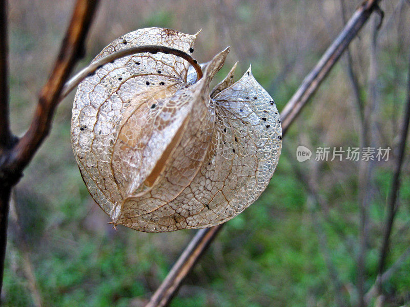 种子荚/椿象植物